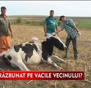 S-a razbunat pe vacile vecinului si le-a otravit VIDEO